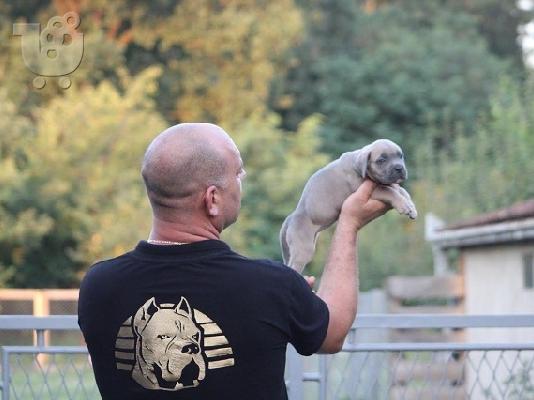 Cane Corso
